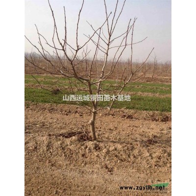 山西运城杏树基地·运城杏树基地批发嫁接红梅的杏树桩