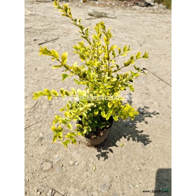 小杯金叶大花六道木 行情报价/小杯金叶大花六道木 图片展示