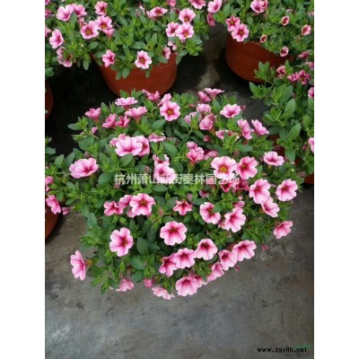 2020年浙江小杯金丝桃 新报价