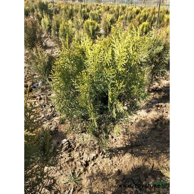 芦苇基地直销 芦苇低价批发 江苏芦苇价格