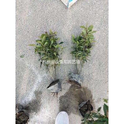 浙江萧山毛鹃毛球，杯苗大小规格*批发/供应