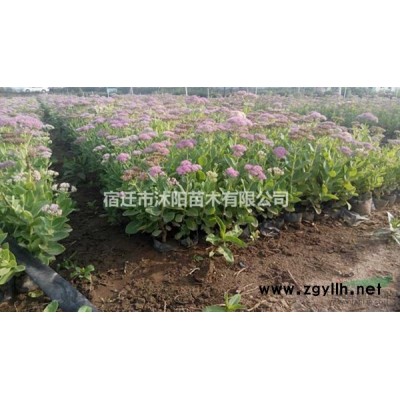 刺槐价格_刺槐图片_刺槐产地_刺槐绿化苗木苗圃基地