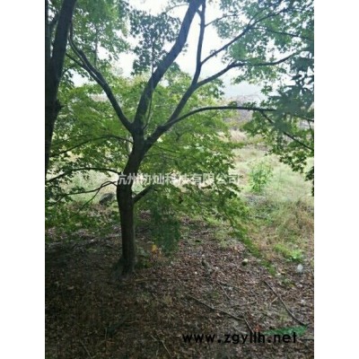 红枫/红枫报价/红枫供应/红枫价格7-20公分