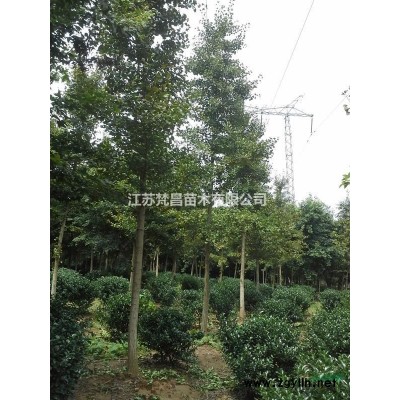 供应山桃树_毛桃树