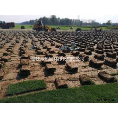 珍珠梅·珍珠梅图片·珍珠梅种植基地