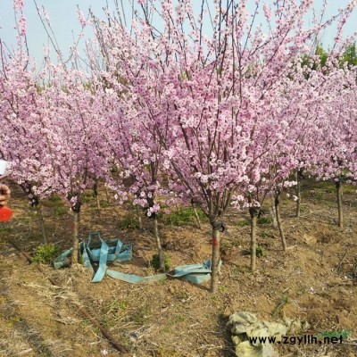 珍珠梅价格_珍珠梅图片_珍珠梅基地