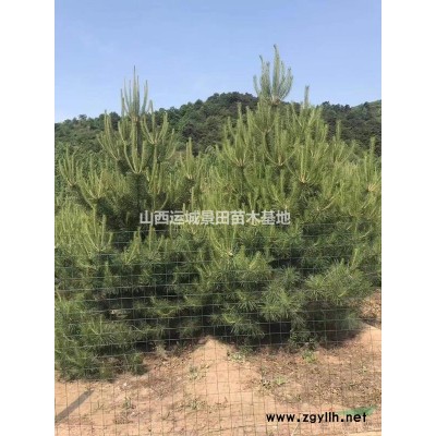 出售白皮松·工厂绿化白皮松，矿场绿化白皮松，荒山绿化白皮松