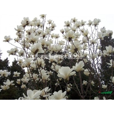 棣棠花 棣棠树苗 棣棠小苗 棣棠苗圃 棣棠价格 棣棠花基地
