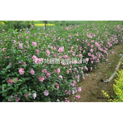 江苏红叶石楠柱 红叶石楠柱价格批发/供应