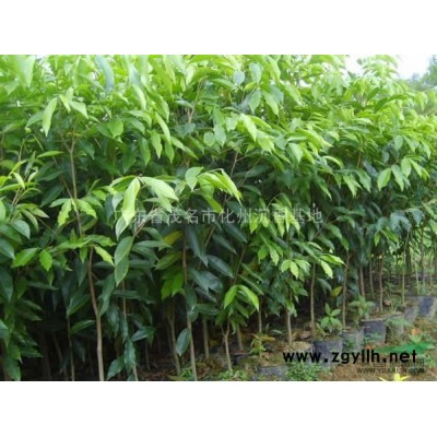 沉香苗海南沉香苗莞香苗