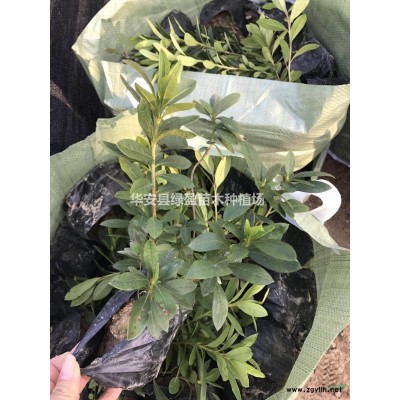 福建红被桂小苗价格0.9