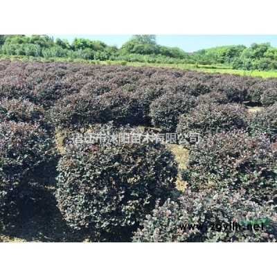 大叶女贞价格_大叶女贞产地_大叶女贞绿化苗木苗圃基地