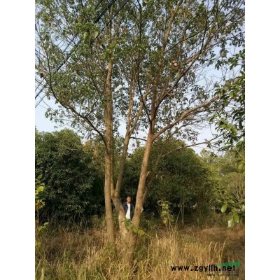 羽毛枫供应/羽毛枫价格/羽毛枫报价/羽毛枫6-20公分