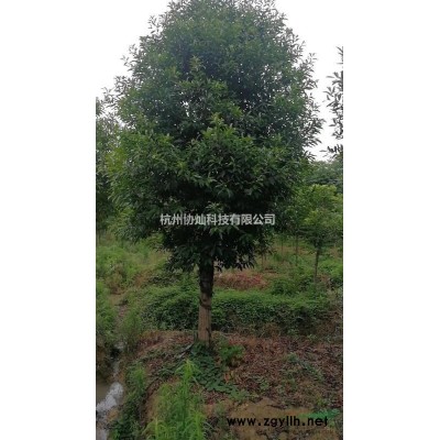 供精品垂丝海棠3公分到25公分和西府海棠2--20公分