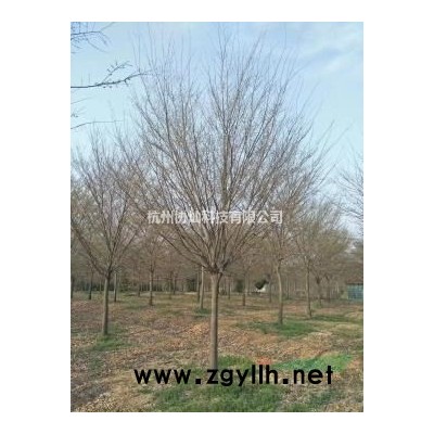 供应丛生香樟一丛