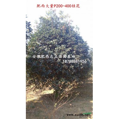 肥西专供白玉兰，紫玉兰，红花玉兰，志立苗圃专供*好供应商