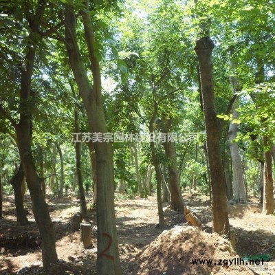 枇杷价格_枇杷图片_枇杷产地_枇杷绿化苗木苗圃基地