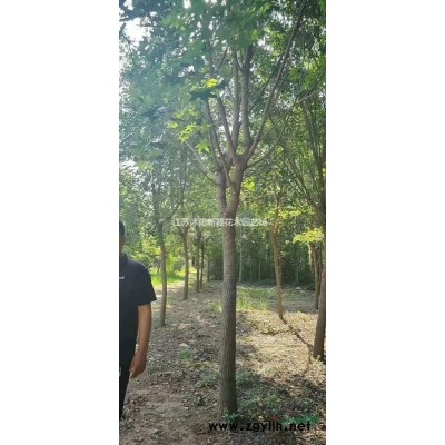 洒金柏球产地 洒金柏球图片 洒金柏球价格 洒金柏球小苗