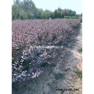 金叶女贞球价格_金叶女贞球产地_金叶女贞球绿化苗木苗圃基地