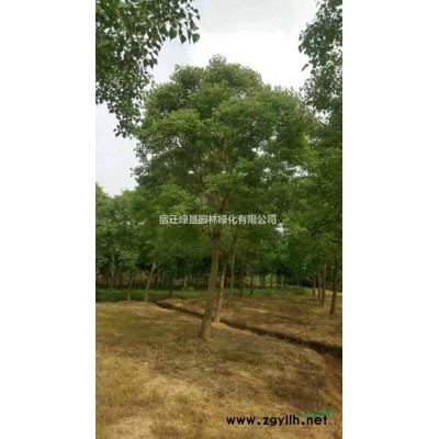 优质迎春花·迎春花图片·迎春花种植基地