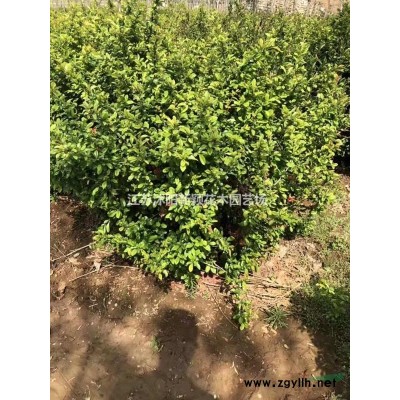 梭鱼草 水生植物批发苗圃基地价格大量供应各种绿化苗木量大从优