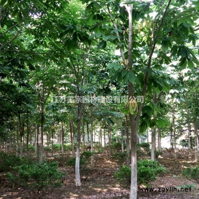 棣棠价格_棣棠图片_棣棠基地
