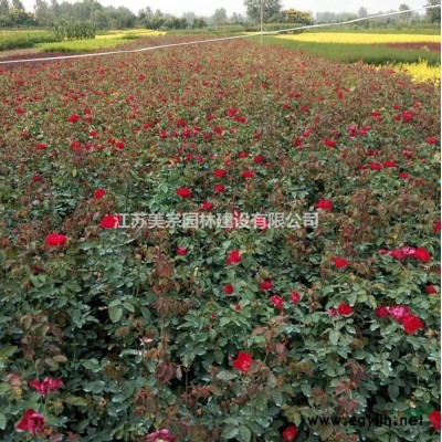 箬竹价格_箬竹图片_箬竹产地_箬竹绿化苗木苗圃基地
