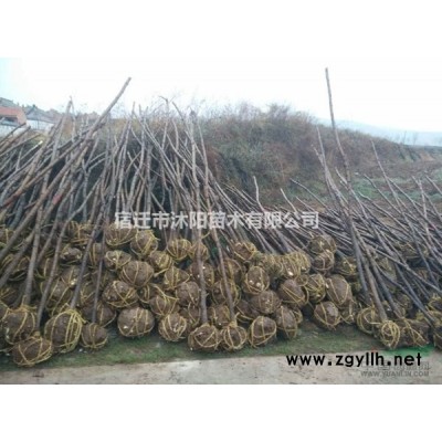 青桐价格_青桐图片_青桐产地_青桐绿化苗木苗圃基地
