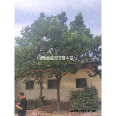 山西钙果基地·运城钙果苗种植繁育基地·批发钙果种子