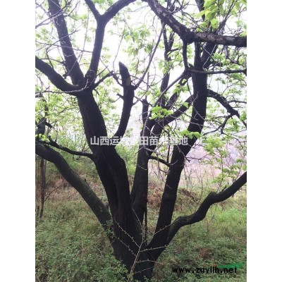 红叶李基地·红叶李主要产地·北方地区·山西运城红叶李