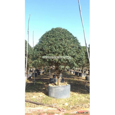 2021年福建夹竹桃高度50公分到80公分价格13元新报价