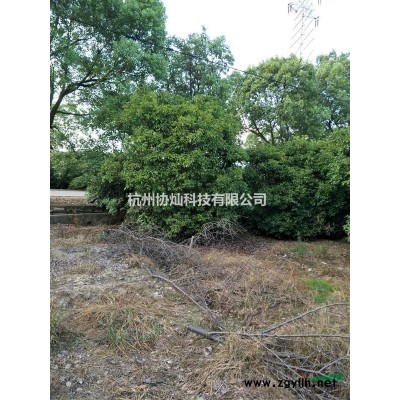 供小叶鸡爪槭骨里红红梅日本早樱日本晚樱原生羽毛枫青梅红花紫薇