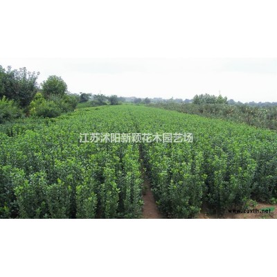 造型紫薇花瓶 造型海棠花瓶 紫薇花瓶图片