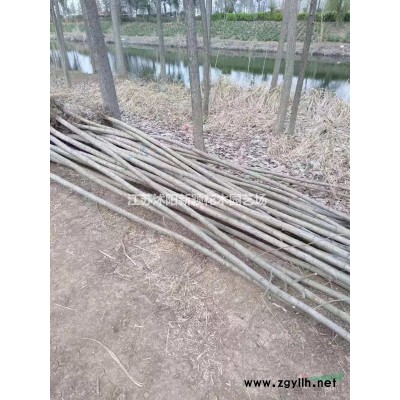 绿化苗小叶女贞 小叶女贞球基地