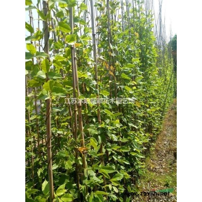 基地直销大叶黄杨小苗 大叶黄杨球照片 江苏冬青球产地