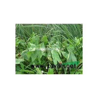 沭阳枇杷基地 销售枇杷小苗