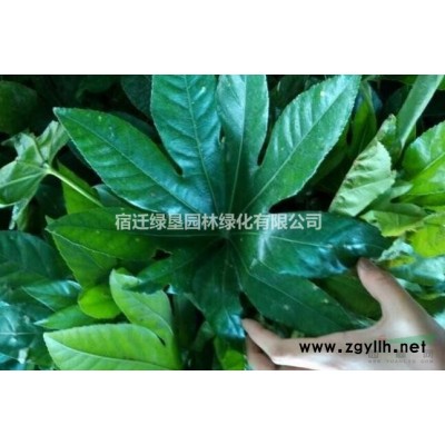迎春花·迎春花图片·迎春花种植基地