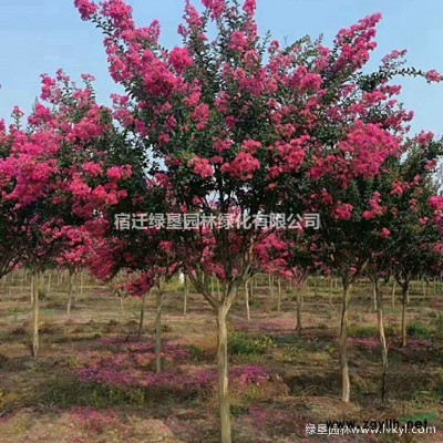 细叶麦冬草·细叶麦冬草图片细叶麦冬草种植基地