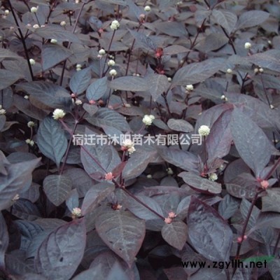 青珊瑚树图片-青珊瑚树价格-绿化苗木基地产地直销