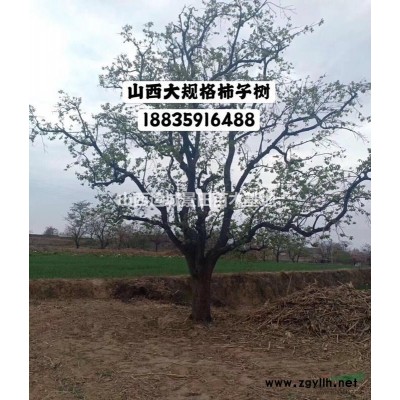 苹果苗批发·苹果苗量大·山西运城千亩苹果苗种植基地