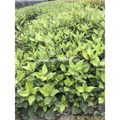 大小规格萧山亮晶女贞小毛球  浙江亮晶女贞小毛球基地