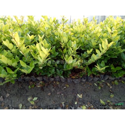 2020年浙江小杯粉花绣线菊 杭州小杯苗 萧山大杯小杯新报价