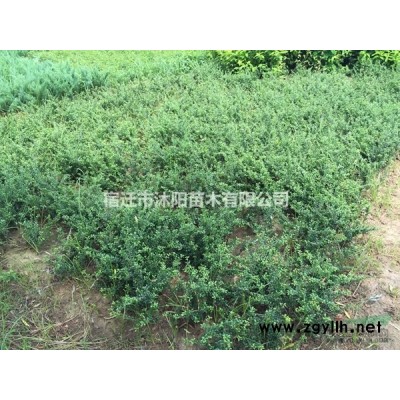 淡竹价格_淡竹图片_淡竹产地绿化苗木苗圃基地