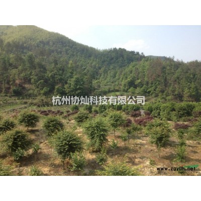 供青枫红叶石楠三角枫赤枫罗汉松羽毛枫黄玉兰白玉兰红玉兰
