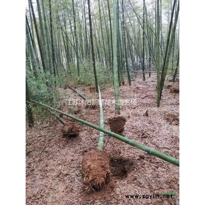 粉黛乱子草基地，批发，大量供应