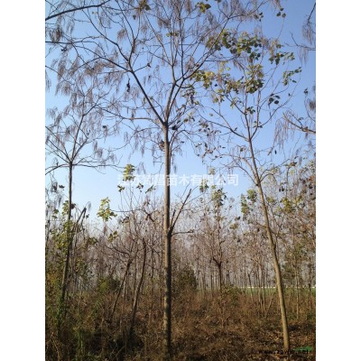 江苏金娃娃萱草基地/图片/价格_金娃娃萱草基地图片展示