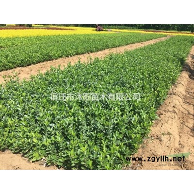 冬青球价格_冬青球图片_冬青球产地_冬青球绿化苗木苗圃基地