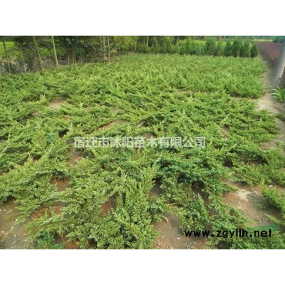 四季桂花图片-四季桂花价格-绿化苗木苗圃基地直销