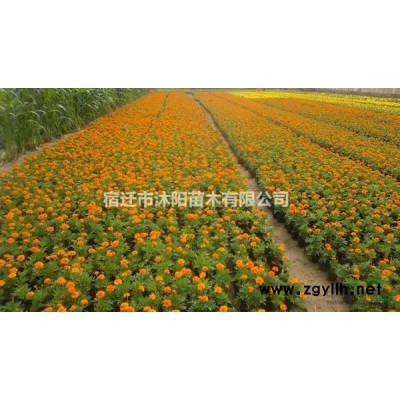 蜀桧价格_蜀桧图片_蜀桧产地_蜀桧绿化苗木苗圃基地