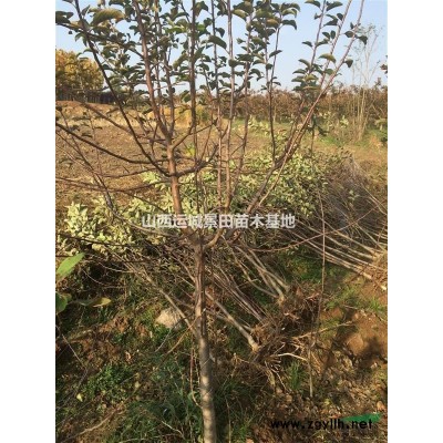 哪里有山桃？山桃园林用途？山桃几月份开花？